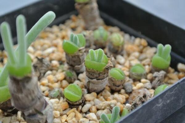 碧光環(huán)好養(yǎng)嗎，只需掌握四個(gè)養(yǎng)殖技巧便可長(zhǎng)好