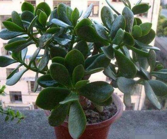 玉樹(shù)葉子發(fā)軟怎么辦，三種原因以及解決辦法