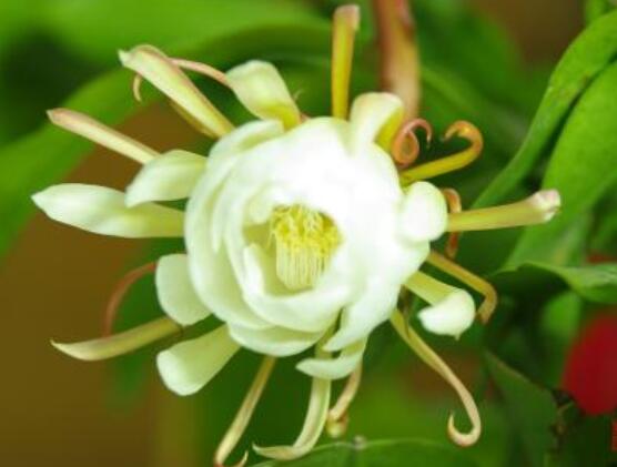 曇花怎么施肥，腐熟的有機(jī)肥為主/陰天施肥最佳