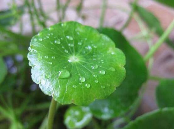 銅錢草怎么繁殖，盤點(diǎn)銅錢草三種繁殖方法(扦插/分株/播種)