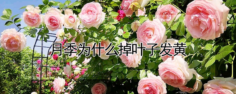 月季為什么掉葉子發(fā)黃