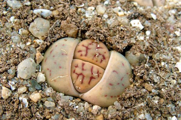 生石花干癟萎縮怎么辦，及時(shí)的找到原因并處理