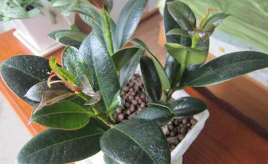 橡皮樹的扦插方法，做好四大步驟成活率百分百