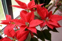 一品紅掉葉子怎么辦，控制光照并停止?jié)菜? data-VDlG=