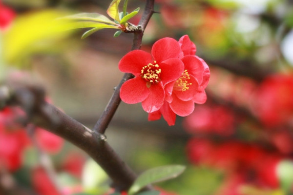 梅花是什么季節(jié)開的