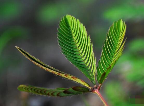 含羞草有毒嗎可以碰嗎，毒性比較輕微/盡量別長時間接觸