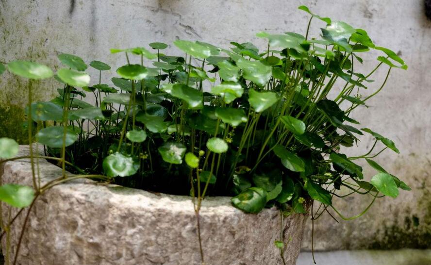 銅錢草怎么種，銅錢草土養(yǎng)的方法步驟