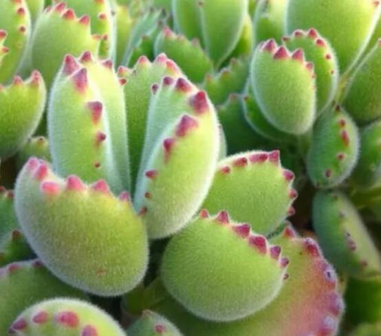 熊童子好養(yǎng)嗎，好養(yǎng)/做好五個(gè)要點(diǎn)生長(zhǎng)茂盛美觀