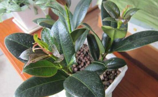 橡皮樹幾月份砍頭好，6-7月是最佳砍頭時(shí)間