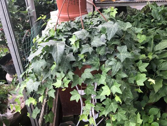 常春藤有什么風(fēng)水作用，常春藤的功效與作用