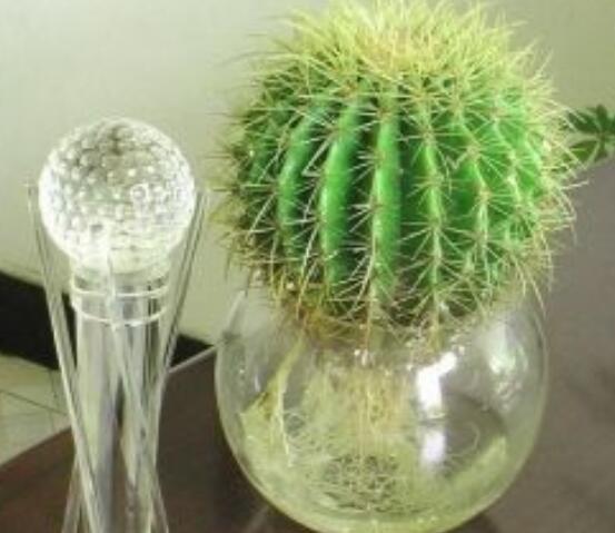 水培仙人球怎么養(yǎng)，教你六個最好步驟快速生根(7天)