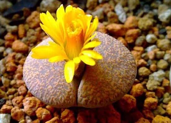 生石花怎么種植，做好六個步驟盆盆爆滿