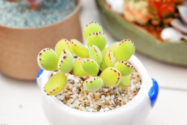 多肉熊童子的種植過程，熊童子種植詳細(xì)步驟介紹