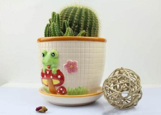 仙人球能治什么病，仙人球的作用與功效