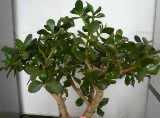 景天樹(shù)和玉樹(shù)的區(qū)別，教你兩種最容易分辨方法(葉型與花型)