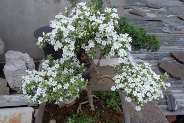 六月雪的養(yǎng)殖方法，6步教你養(yǎng)好六月雪