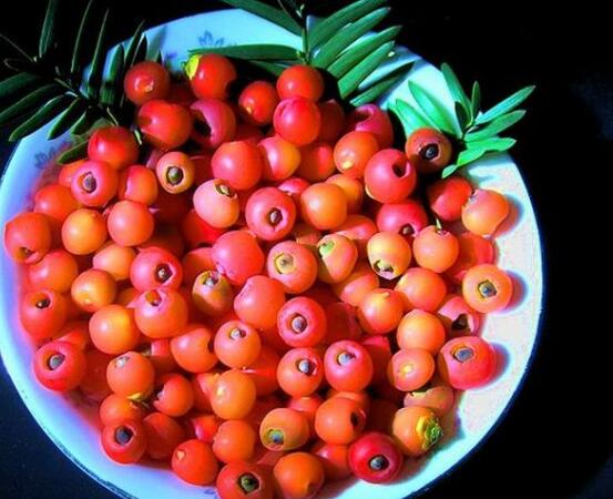 紅豆杉的正確食用方法，盤點(diǎn)營(yíng)養(yǎng)價(jià)值最高四種方法