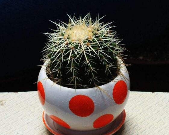 仙人球的作用與功效，美化環(huán)境、凈化空氣