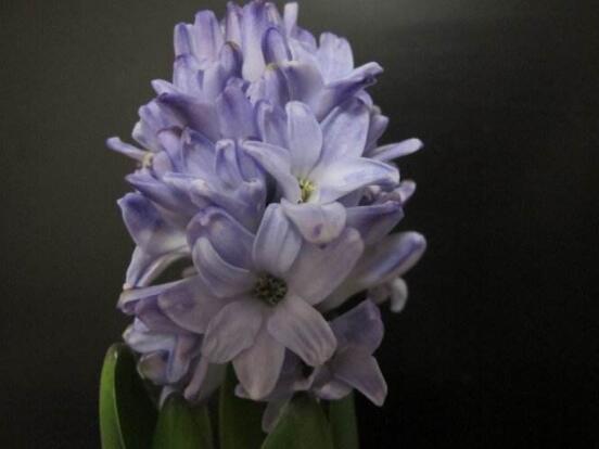 風(fēng)信子夏季怎么處理，養(yǎng)護(hù)球莖/置于陰涼通風(fēng)位置