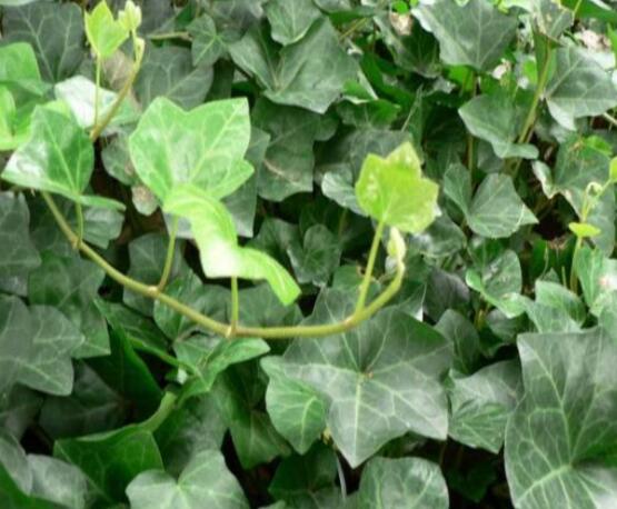 常春藤葉片干枯怎么辦，四種原因以及解決方法