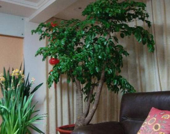 幸福樹放在哪里好風(fēng)水，盤點(diǎn)最佳四個(gè)好風(fēng)水位置(客廳/臥室/書房/陽臺(tái))