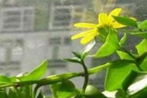 常春藤花期多長時間，常春藤不開花的原因