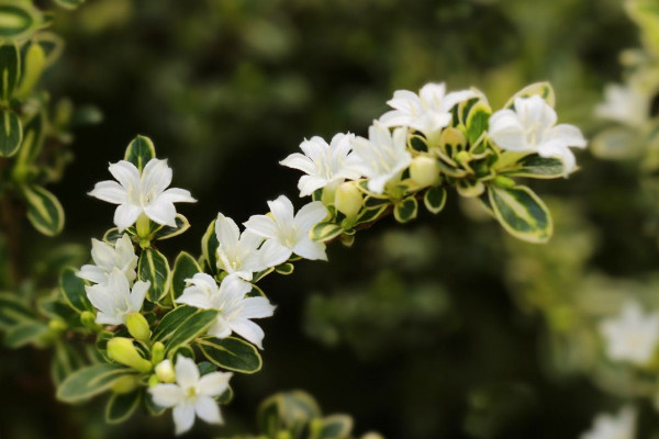 六月雪葉子干枯掉落，澆水不及時/光照過強(qiáng)等