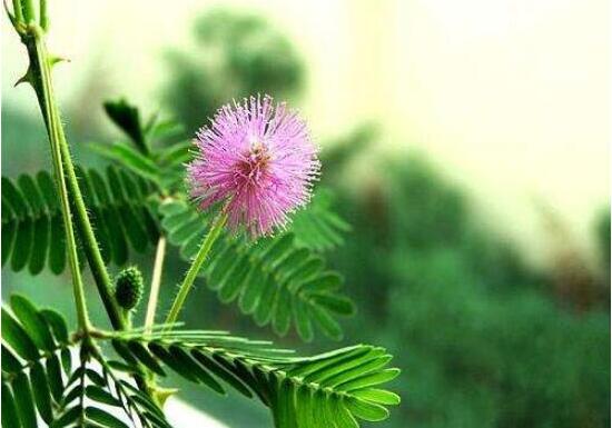 含羞草怎么養(yǎng)殖，老農(nóng)總結(jié)最實(shí)用五個(gè)養(yǎng)殖要點(diǎn)