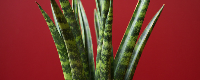 虎皮蘭夏天怎么養(yǎng)護(hù)