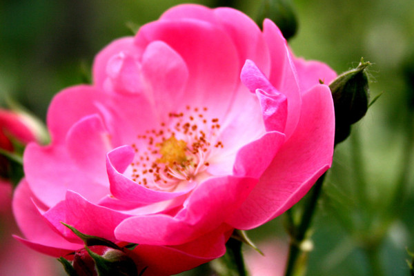 薔薇花怎么養(yǎng)護(hù)