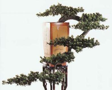 小葉羅漢松怎么養(yǎng)，掌握最佳的養(yǎng)殖方法最重要