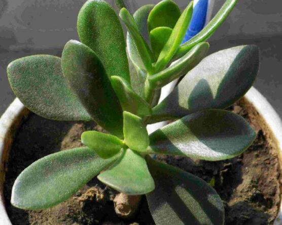 燕子掌炭疽病怎么辦，及時摘除病葉、噴灑藥物(合適溫度光照)