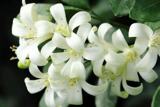 九里香冬天怎么施肥，九里香施什么肥好