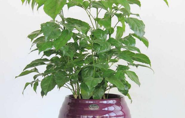 幸福樹的葉子全蔫了，從4個方面解決出現的問題