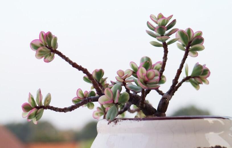 雅樂之舞常見病蟲害及防治方法，“知根知底”防治病蟲害