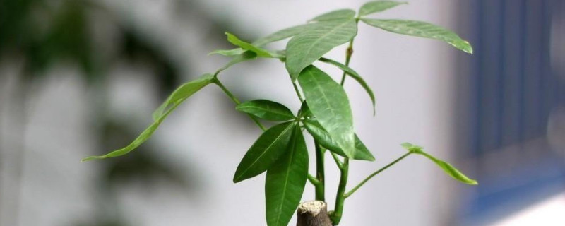 發(fā)財樹需要陽光嗎