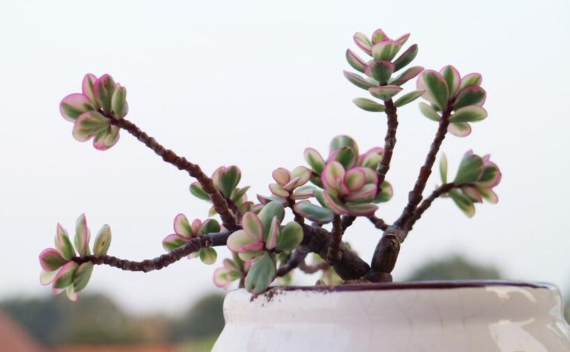 雅樂(lè)之舞的寓意，翩翩起舞的優(yōu)美姿態(tài)