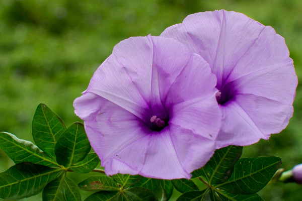 牽?；艹詥? src="/nongchan/d/file/20201223/glrg0wsmtxa.jpg" / data-6pk4="7GDNeY"></p>
<p data-YWqG="dVYJUg">
	牽?；ㄒ话闶遣荒艹缘模且环N觀賞性植物，雖然無毒，但是也沒有什么食用價值，用來食用的話可能會讓人體感到不適，但是它的種子有一定的藥用價值，經(jīng)過處理之后可以作為一味中藥來用。</p>
<p data-Ks7A="8weD73">
	<strong data-8ntz="0f7mFS">2、觀賞價值</strong></p>
<p data-bKkv="P1C7U0">
	<img alt=