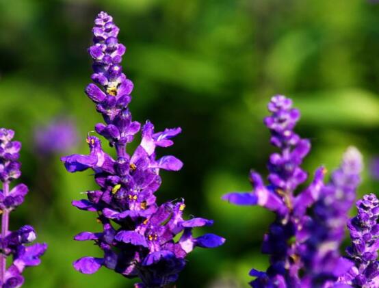 薰衣草精油的功效與用法，美容養(yǎng)顏、舒緩心情