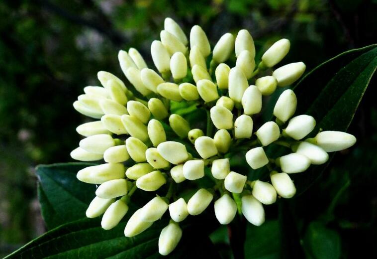 九里香幾月份開花，生長環(huán)境不同花期也不一樣