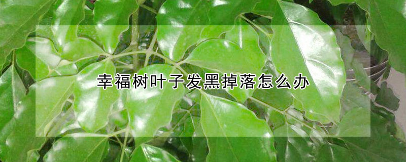幸福樹葉子發(fā)黑掉落怎么辦