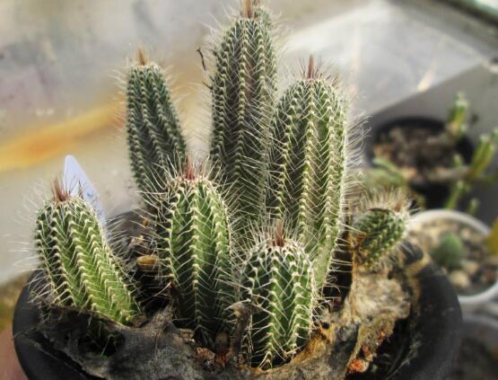 仙人掌的蟲害防治大全，三種蟲害以及解決辦法