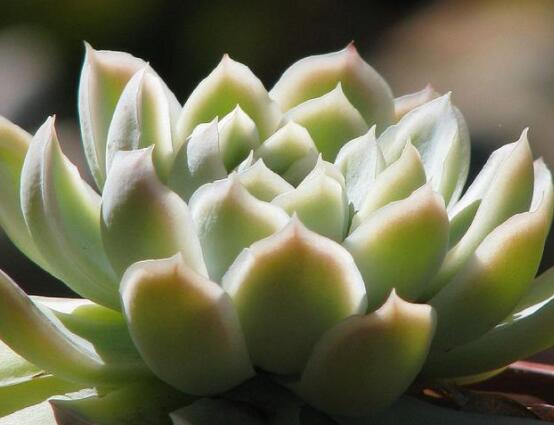 寶石花怎么繁殖，老農(nóng)總結(jié)四種繁殖方法(播種繁殖簡單易學(xué))