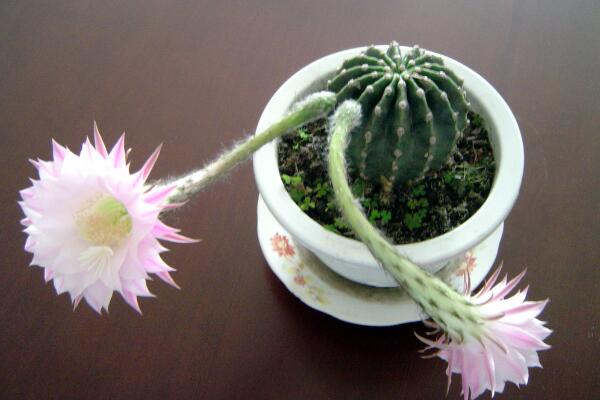 仙人球開花季節(jié)，每年的春夏季綻放（花期十天左右）