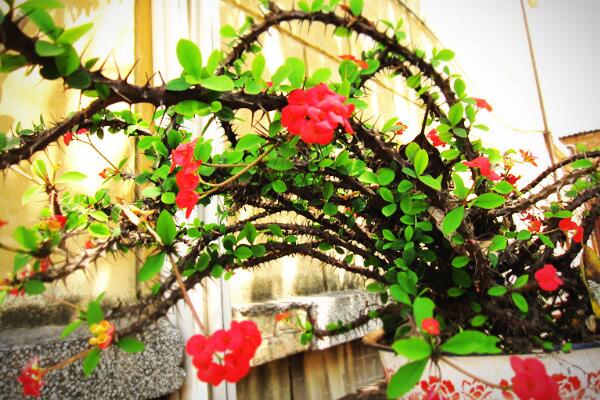 虎刺梅的養(yǎng)殖方法和注意事項(xiàng)，讓虎刺梅爆盆的關(guān)鍵