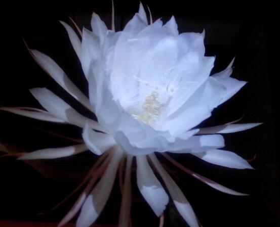 曇花的病蟲害及其防治，詳解四種病蟲害防治大全