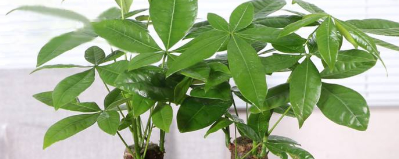 發(fā)財樹樹干變軟怎么辦