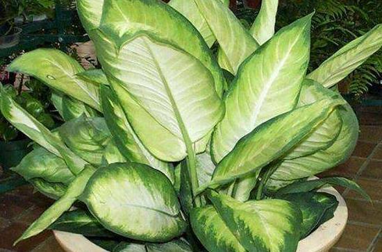 大葉萬年青有毒嗎，誤食會導致聲帶嘶啞、失明