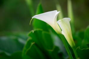 海芋花和馬蹄蓮的區(qū)別，海芋花花色單一并不豐富