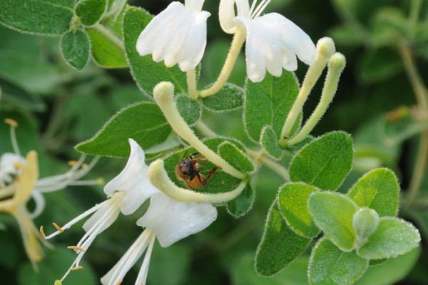 金銀花怎么養(yǎng)成老樁